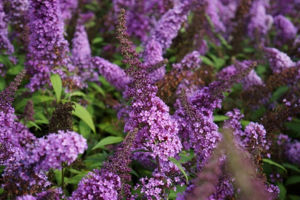 Obraz Buddleja